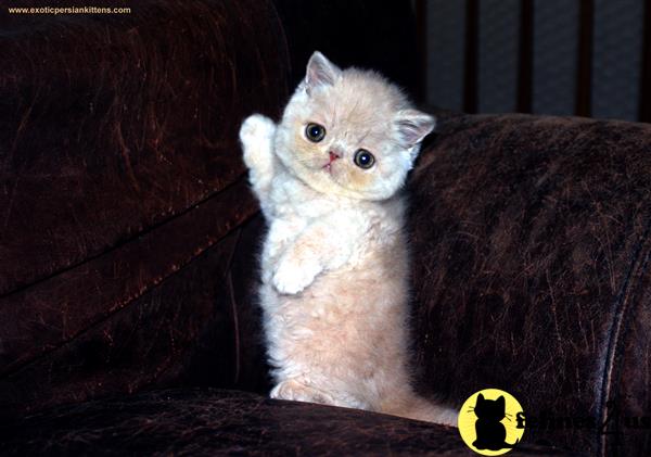 exoticpersiankittens Picture 1